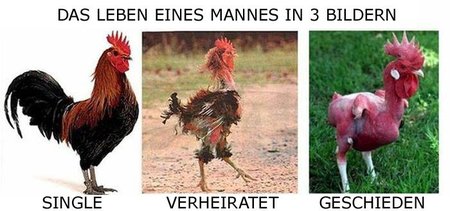 huhn_3_gen.jpg