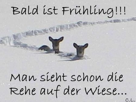 rehe_schnee.jpg
